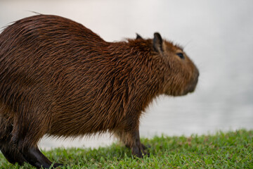 Capybara in the park
