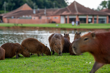 Capybaras in the park