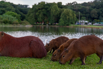 Capybaras in the park