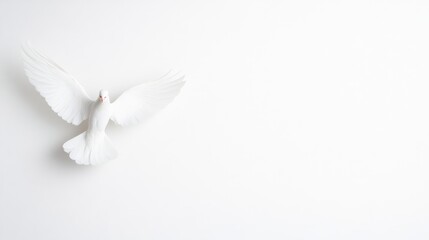Fototapeta premium White dove in flight against a plain white background