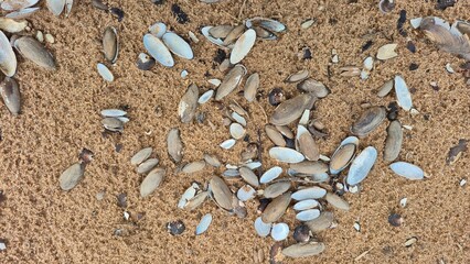 Sand with shell on summer beach