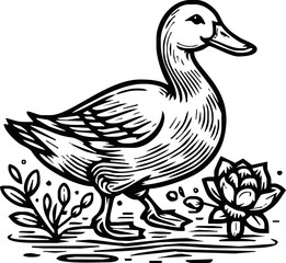 Black and white pen and ink line drawing mallard duck male duck bird standing illustration spot vector art