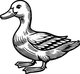 Black and white pen and ink line drawing mallard duck male duck bird standing illustration spot vector art