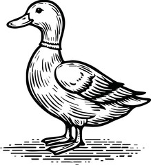 Black and white pen and ink line drawing mallard duck male duck bird standing illustration spot vector art
