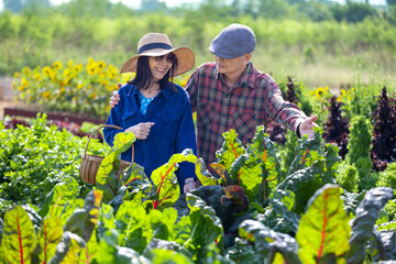Asian senior couple farmer are picking salad lettuce in the field of organics vegetables garden for harvest season and healthy diet food in countryside homestead for longevity and retirement activity