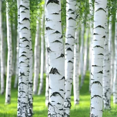 Gordijnen Serene Birch Tree Forest, Nature Background © Sme