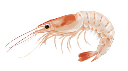 A high-resolution close-up image of a fresh shrimp, set against a pure white background. The shrimp has sharp details and a light color gradient across its body.