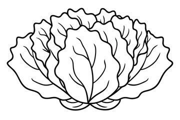 Lettuce Benefits for Health and Easy Recipes