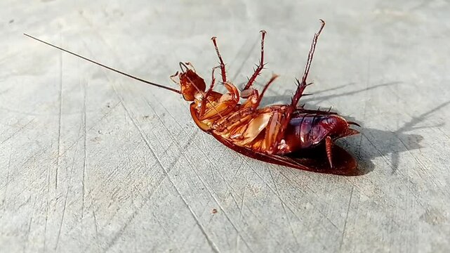 Cockroache dying lying on its back on the wooden floor, roach poison actively moving its paws. Agony. Want to get up, dying upside down. Cockroach killer. Macro, close up, top view