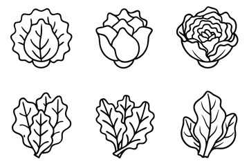 Lettuce Tips for Growing Crisp Fresh Greens