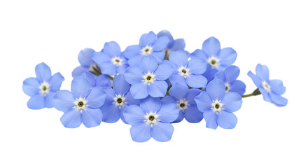 A cluster of light blue forget me not flowers with yellow centers isolated on a black background view