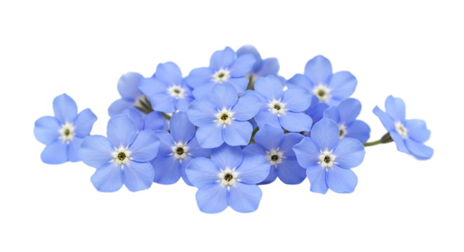 A cluster of light blue forget me not flowers with yellow centers isolated on a black background view