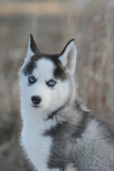Siberian husky puppy dog