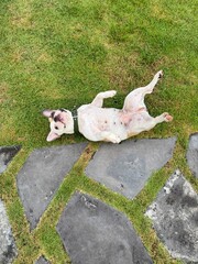 dog in the park,french bulldog puppy,beautiful french bulldog, Cute female puppy, adorable, naughty