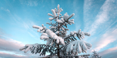 Winter snow tree landscape with blue sky background for christmas holiday season nature photography