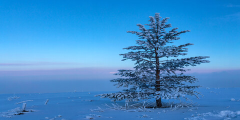 Beautiful winter landscape with snow covered tree against a clear blue sky background scene image
