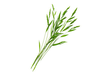 Obraz premium Beautiful green grass leaves isolated on white background