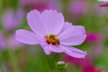 Fototapeta premium ピンクのコスモスにとまるミツバチ