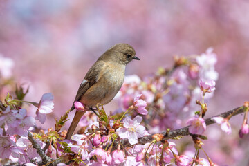 桜の花とジョウビタキの雌