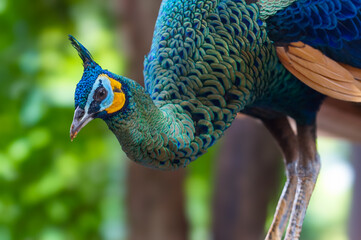 Male Green Peafowl (Pavo muticus) or Indonesian peafowl is a peafowl species native to the tropical...