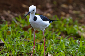 The pied stilt (Himantopus leucocephalus), also known as the white-headed stilt, is a shorebird in...