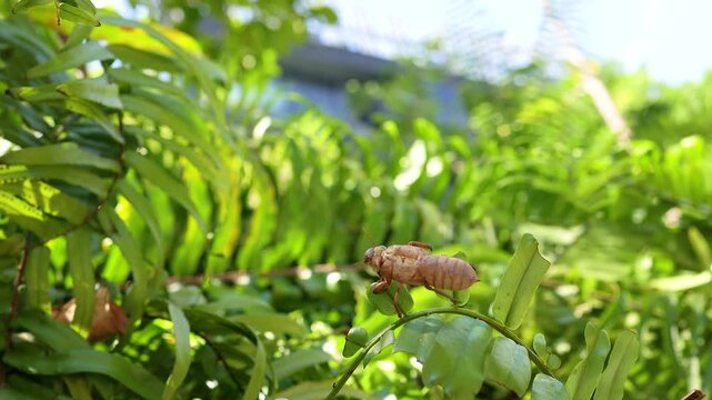 Cicada Shell on Fern in Sunlit Garden