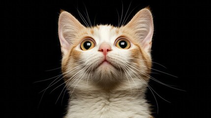 A ginger and white kitten looks curiously up above