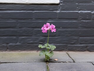 Pink flower sprouting from crack in gray brick wall sidewalk