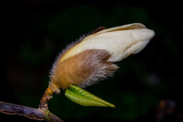 Close-up image of a Magnolia flower bud on a tree branch in spring.