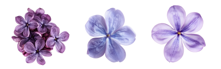 Lilac flower isolate on transparency background