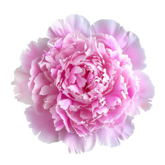 Peony flower top view full length isolate on transparency background