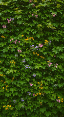 Lush Green Ivy Wall with Scattered Pink, Purple, and Yellow Blossoms