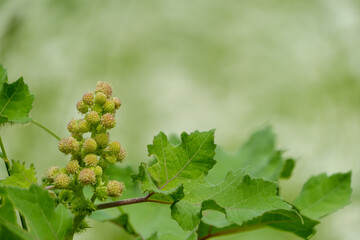 トウゴマの実と葉の緑の背景