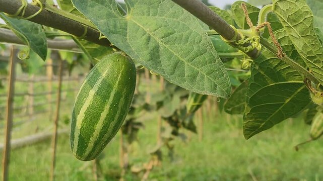 Beds have been made on the new parwal cultivation land and parwal trees are slowly rising to the top. pointed gourd plant, pointed gourd, pointed gourd tree in india,	