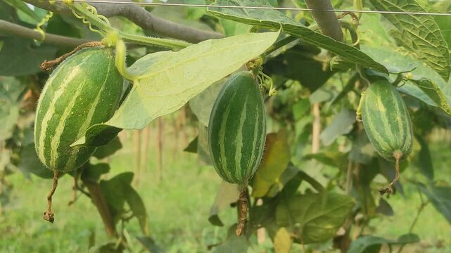 Beds have been made on the new parwal cultivation land and parwal trees are slowly rising to the top. pointed gourd plant, pointed gourd, pointed gourd tree in india,	