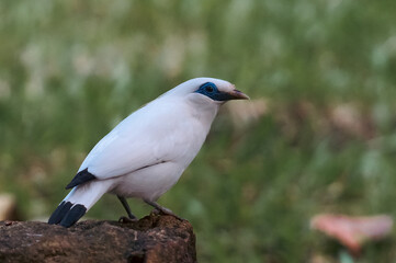 The Bali myna (Leucopsar rothschildi), also known as Rothschild's mynah, Bali starling, or Bali mynah, locally known as jalak Bali