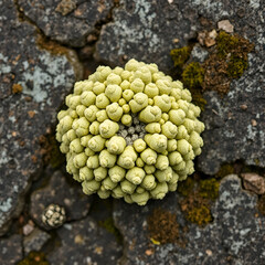 Lichen Lecanora or stone lichen growing. Top view, close up shot, no people