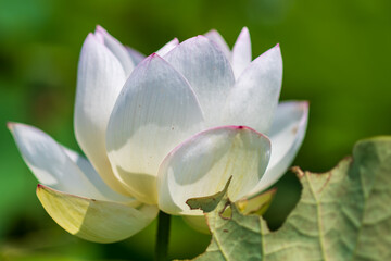 朝日に輝く白い蓮の花