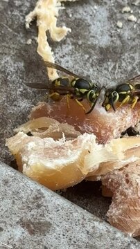 Two yellowjackets on a piece of chicken	