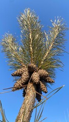 Seed cones on a pine tree