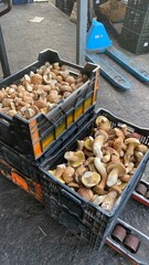 White mushrooms in a box prepared for sale