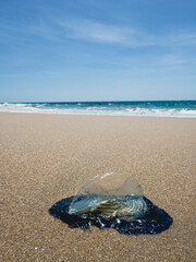 By-the-Wind sailor washed up onto sandy beach