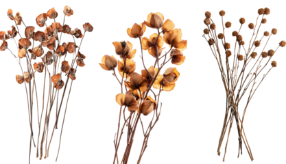 Dried flowers, brown branches with dried buds on a white background