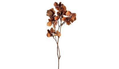 Dried flowers, brown branches with dried buds on a white background