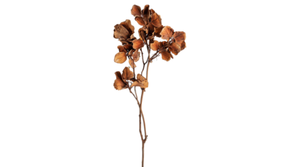 Dried flowers, brown branches with dried buds on a white background