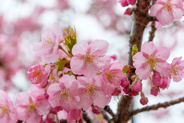 河津桜のクローズアップ