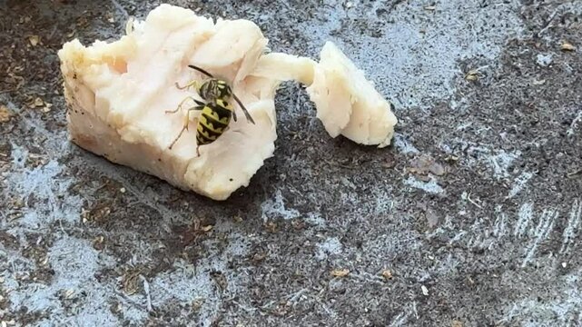 Single yellowjacket eats a piece of chicken	