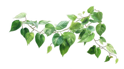 Realistic Betel Leaf Vine Climbing Plant Isolated on White Background