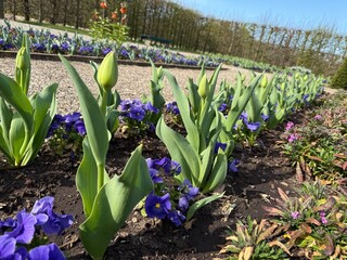 blue hyacinths in the garden