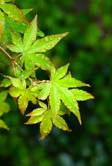 紅葉の新緑の葉